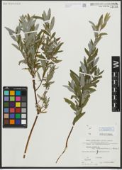 Foto von Salix repens subsp. rosmarinifolia (L.) Andersson